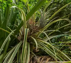 Ботанический сад на острове Маэ на Сейшелах, фото 91