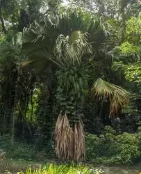 Ботанический сад на острове Маэ на Сейшелах, фото 92