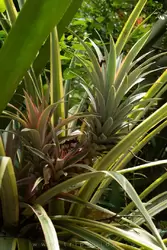 Ботанический сад на острове Маэ на Сейшелах, фото 93