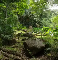 Ботанический сад на острове Маэ на Сейшелах, фото 94