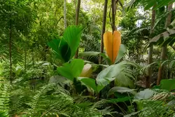 Ботанический сад на острове Маэ на Сейшелах, фото 100